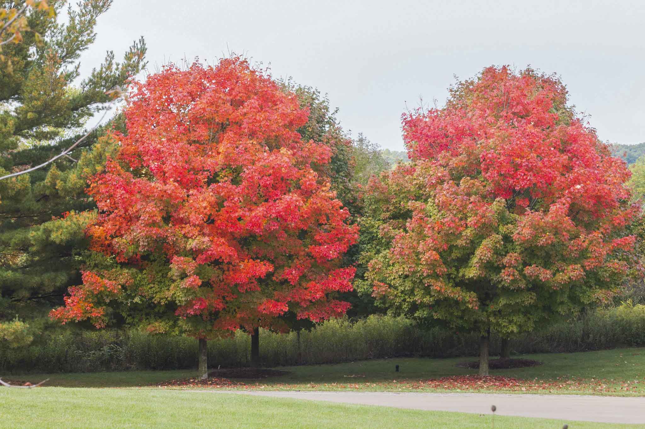 Fall Color Walk